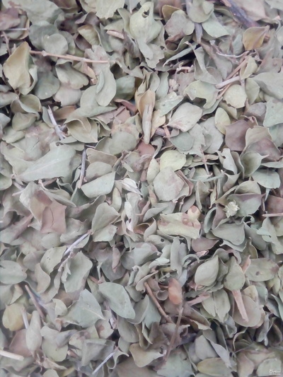 فروش برگ آویشن شیرازی