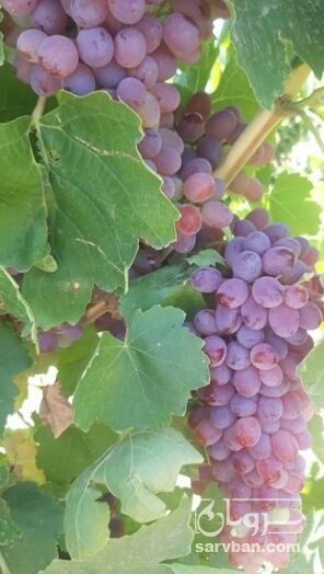 فروش انگور بیدانه قرمز