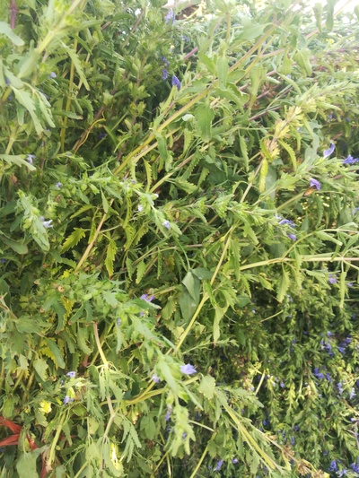 فروش بادرنجبویه تر