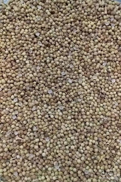 فروش تخم گشنیز دستکوب