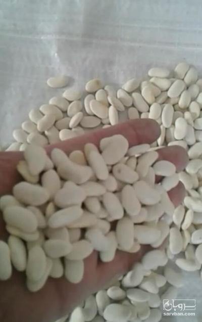 فروش لوبیا سفید