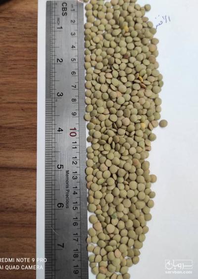 فروش عدس