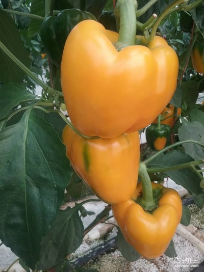 فروش فلفل دلمه ای رنگی