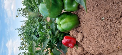 فروش فلفل دلمه ای سبز