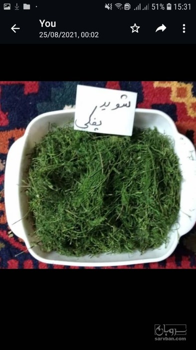 فروش شوید خشک (گیاه‌ دارویی)