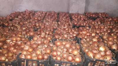 فروش پیاز زرد طلایی