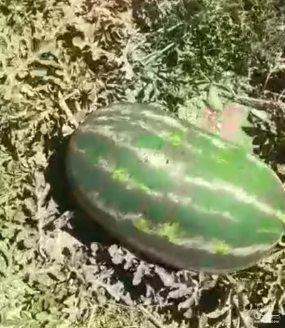 فروش هندوانه بیضی