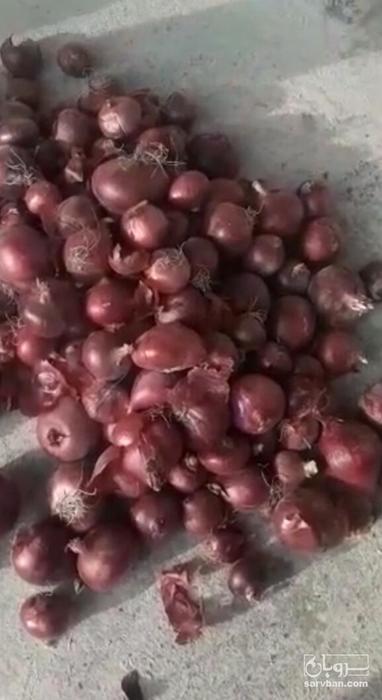 فروش پیاز قرمز