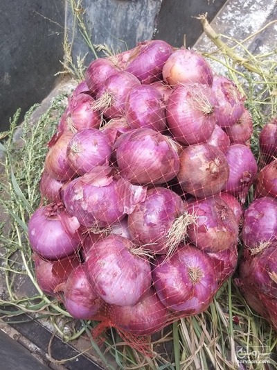 فروش پیاز قرمز