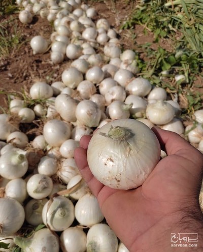 فروش پیاز سفید