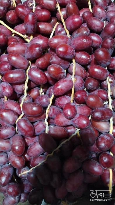 فروش خرما مضافتی