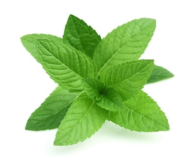 خرید نعناع