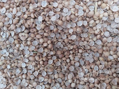 فروش بذر گشنیز