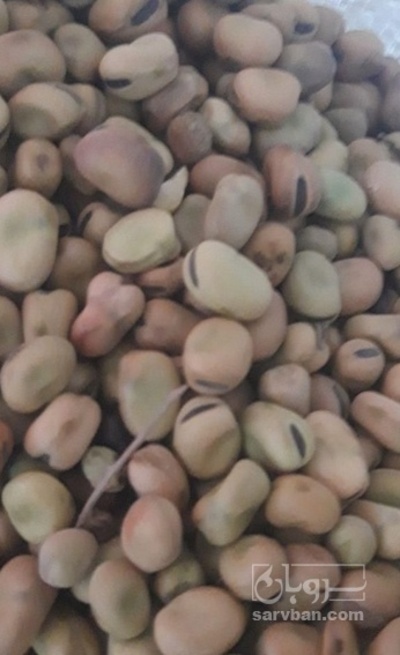 فروش باقلا تازه - باقالی - باقالا