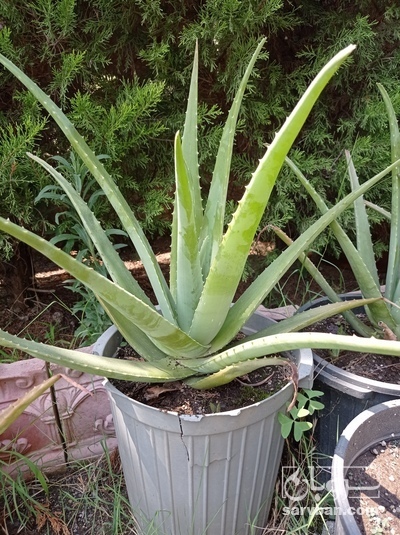 فروش آلوئه ورا - گلدان