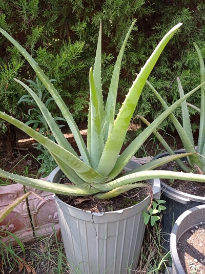 فروش آلوئه ورا