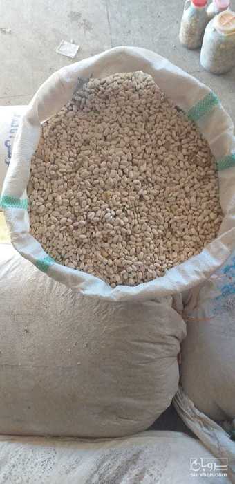 فروش لوبیا سفید