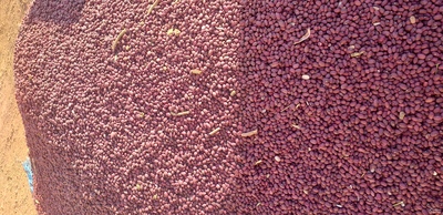 فروش لوبیا قرمز