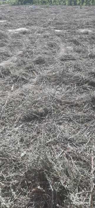 فروش کاسنی خشک