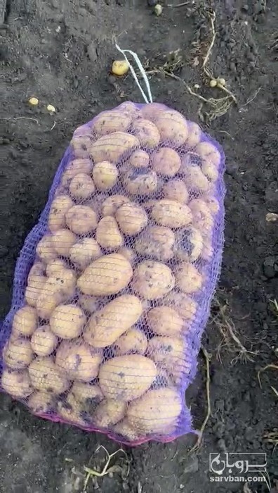 فروش سیب زمینی