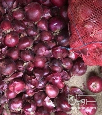 فروش پیاز قرمز