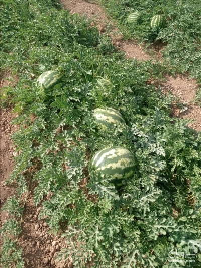 فروش هندوانه گرد