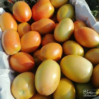 فروش گوجه فرنگی متین