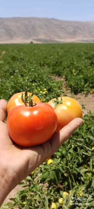 فروش گوجه فرنگی8320