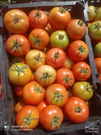 فروش گوجه فرنگی8320