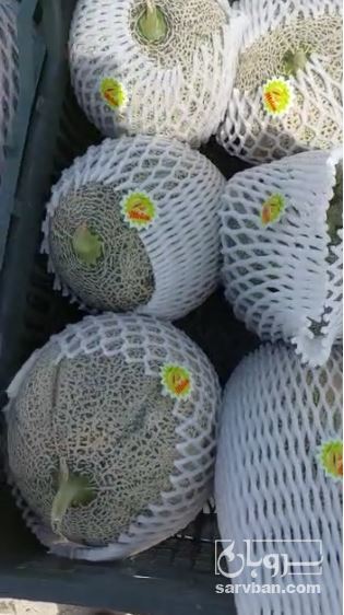 فروش خربزه جانا