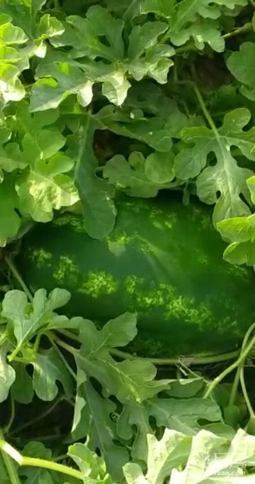 فروش هندوانهb32