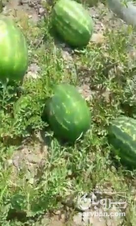 فروش هندوانه گرد