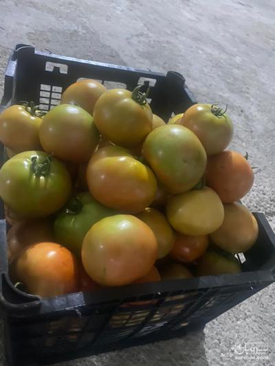 فروش گوجه فرنگی8320