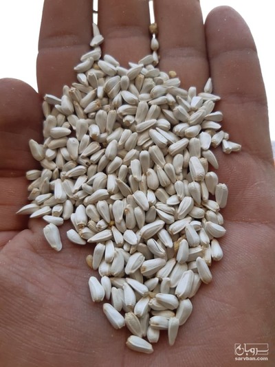 فروش دانه گلرنگ