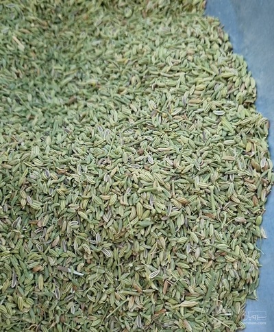 فروش رازیانه (گیاه‌ دارویی)