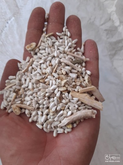 فروش دانه گلرنگ