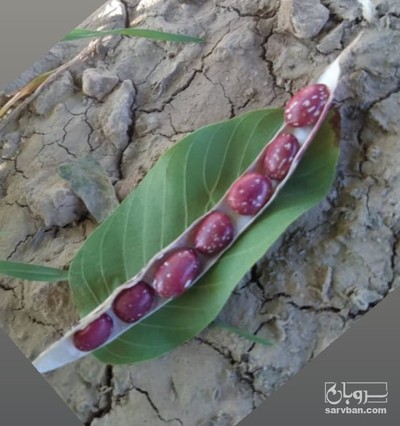 فروش لوبیا قرمز