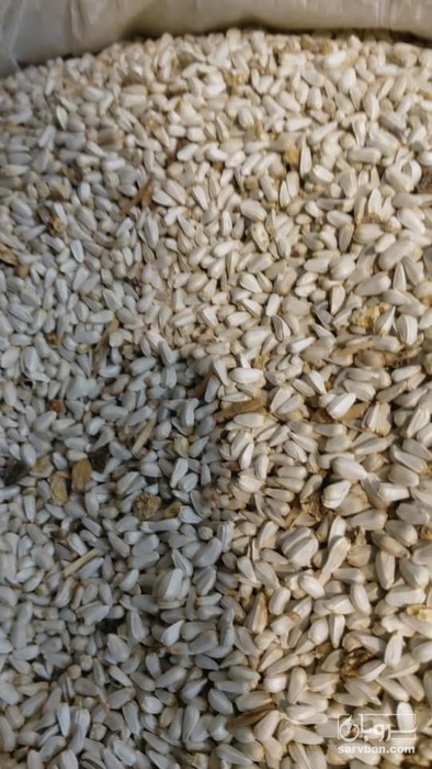 فروش  دانه گلرنگ