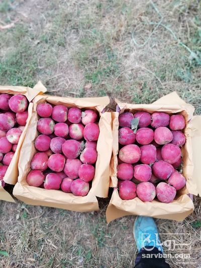 فروش سیب