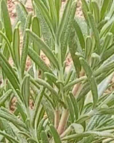 فروش کاسنی (گیاه‌ دارویی)