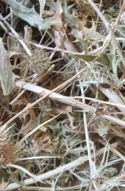 فروش بوقناق (گیاه‌ دارویی)