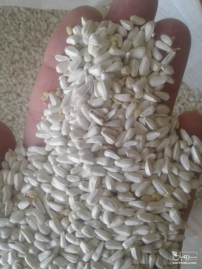 فروش دانه گلرنگ