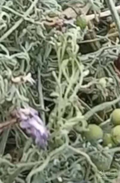 فروش شاه تره - شاتره (گیاه‌ دارویی)