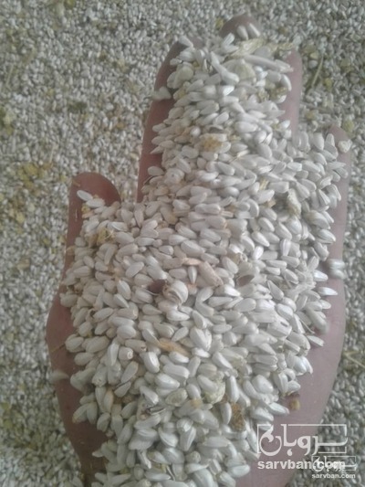 فروش دانه گلرنگ