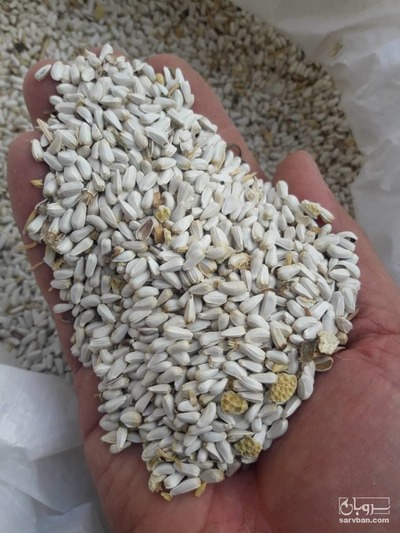 فروش دانه گلرنگ