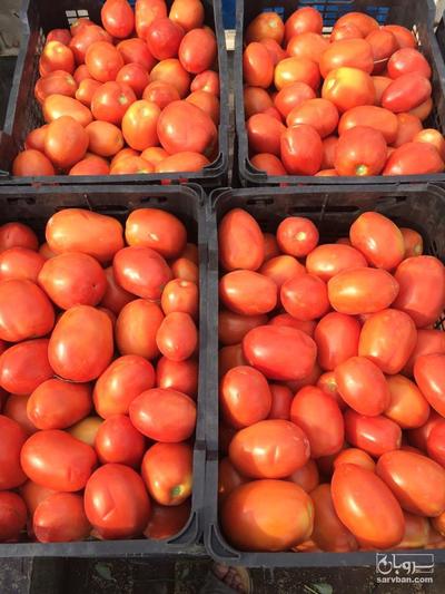 فروش گوجه فرنگی متین
