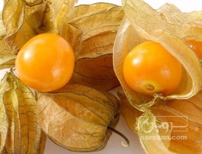 فروش فیسالیس - میوه