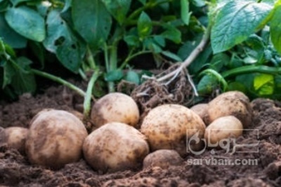 فروش سیب زمینی اگریا | سروبان