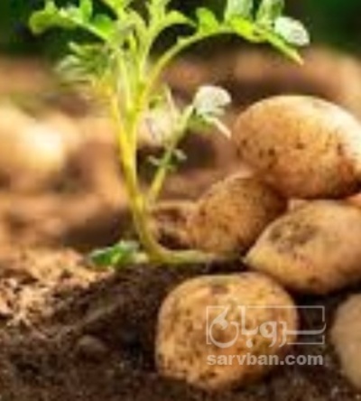 فروش سیب زمینی بامبا | سروبان