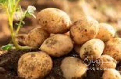 فروش سیب زمینی جلی | سروبان